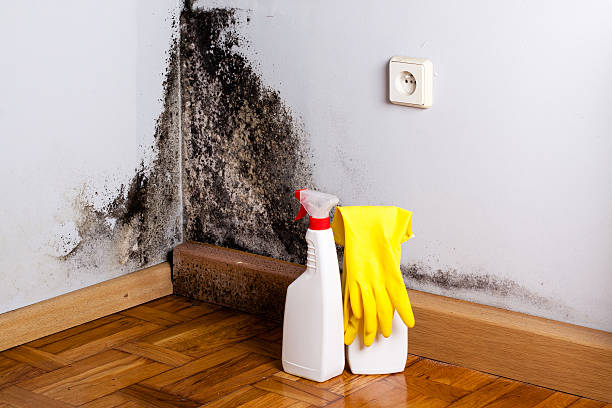 Reliable Lorton, VA Mold Inspection, Removal & Remediation Solutions